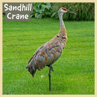 Sandhill Crane